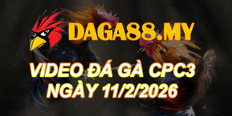 VIDEO GÀ CPC3 NGÀY 11/2/2026