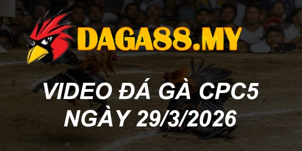 VIDEO GÀ CPC5 NGÀY 29/3/2026